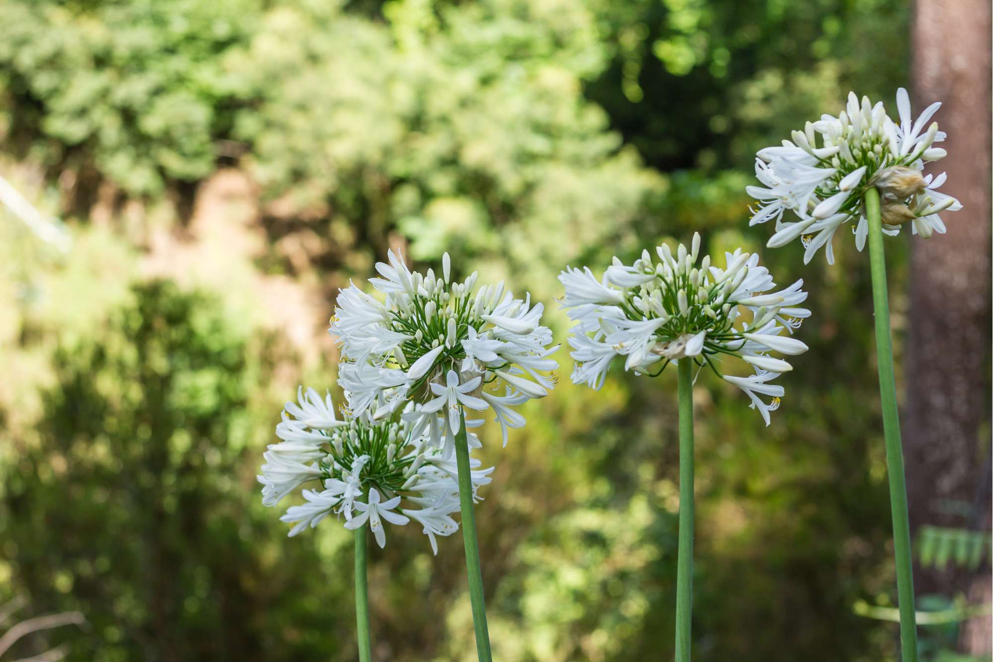 Skärmlilja 'Africanus Albus', vit